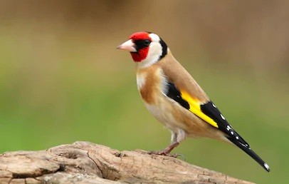 european-goldfinch-carduelis-260nw-1087617401-landscape