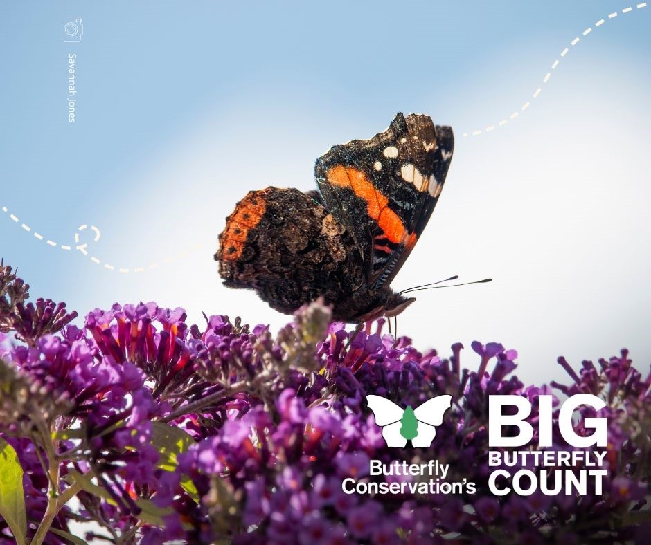 Big Butterfly Count Results Are In!